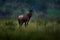 Topi antelope, Damaliscus lunatus jimela, Ishasha, Queen Elizabeth National Park, Uganda in Africa. Topi antelope in the nature