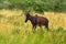 Topi antelope, Damaliscus lunatus jimela, Ishasha, Queen Elizabeth National Park, Uganda in Africa. Topi antelope in the nature