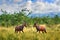 Topi antelope, Damaliscus lunatus jimela, Ishasha, Queen Elizabeth National Park, Uganda in Africa. Two fightTopi antelope in the