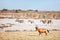 Topi antelope in Etosha Namibia