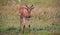 Topi antelope in the grassland of Kenya\'s savannah