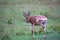 Topi antelope in the grassland of Kenya\\\'s savannah