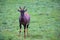 Topi antelope in the grassland of Kenya\'s savannah