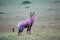 Topi antelope in the grassland of Kenya\\\'s savannah