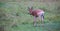 Topi antelope in the grassland of Kenya\'s savannah