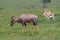 Topi antelope grazing in the African Savannah