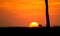 Topi antelope grazing on the Masai Mara against the setting sun