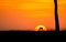 Topi antelope grazing on the Masai Mara against the setting sun