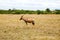 Topi antelope grazing in savannah at africa