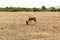 Topi antelope grazing in savannah at africa