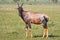 Topi Antelope in Grumeti Reserves