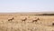 Topi antelope herd walking in unison in masai mara game reserve