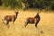 Topi antelope in morning light