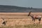 Topi Antelope Running against Thomson-gazelle, On The Savannah In Maasai Mara national game reserve park in Narok County