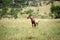 Topi antelope in the Serengeti park in Tanzania