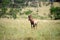 Topi antelope in the Serengeti park in Tanzania