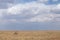 Topi antelope standing on hillocks to attract his mate