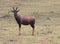 Topi Antelope in Uganda Africa