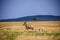 Topi Antelope Wildlife Animals Mammals at the savannah grassland wilderness hill shrubs great rift valley maasai mara national