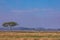 Topi Antelope Wildlife Animals Mammals at the savannah grassland wilderness hill shrubs great rift valley maasai mara national