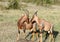 Topi antelopes in courtship