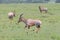 Topi antelopes grazing in the African Savannah