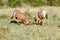 Topi antelopes locking their horn