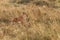 Topi antelopes resembles hartebeest