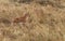 Topi antelopes resembles hartebeest