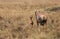 Topi antelopes resembles hartebeest