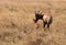 Topi antelopes resembles hartebeest