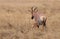 Topi antelopes resembles hartebeest