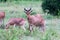 Topi antelopes are standing in the tall grass between different bushes