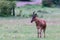 Topi antelopes are standing in the tall grass between different bushes