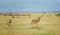 A topi Antilope in Masai Mara Game reserve in Kenya, Africa