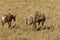 Topi at birth with mother and another female