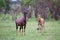 A Topi couple in the Kenyan savanna