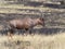 Topi, Damaliscus korrigum