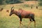 TOPI damaliscus korrigum, ADULT WALKING THROUGH SAVANNAH, KENYA