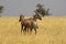 TOPI damaliscus korrigum, Adults in Savanna, Masai Mara Park in Kenya