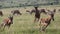 Topi, damaliscus korrigum, Group running through Savannah, Fighting, Masai Mara Park in Kenya,