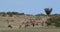 Topi, damaliscus korrigum, group standing in savannah, Masai Mara Park in Kenya, Real Time