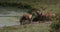 Topi, damaliscus korrigum, group standing at the water hole, Masai Mara Park in Kenya, Real Time