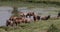 Topi, damaliscus korrigum, group standing at the water hole, Masai Mara Park in Kenya, Real Time