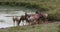 Topi, damaliscus korrigum, group standing at the water hole, Masai Mara Park in Kenya, Real Time