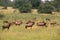 Topi, damaliscus korrigum, Herd in Savanna, Masai Mara Park in Kenya