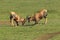 Topi, damaliscus korrigum, Males fighting, Masai Mara Park in Kenya