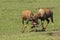 Topi, damaliscus korrigum, Males fighting, Masai Mara Park in Kenya