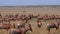 Topi, damaliscus korrigum, Ostrich, Group running through Savannah, Masai Mara Park in Kenya,