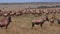 Topi, damaliscus korrigum, Ostrich, Group running through Savannah, Masai Mara Park in Kenya,